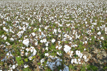 Cotton fields