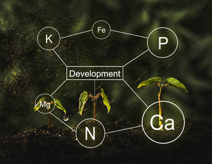 Seedlings are exuberant from abundant loamy soils. Development and  role of nutrients in plant life...
