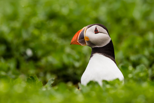 England, Northumberland, Puffins perching on grass