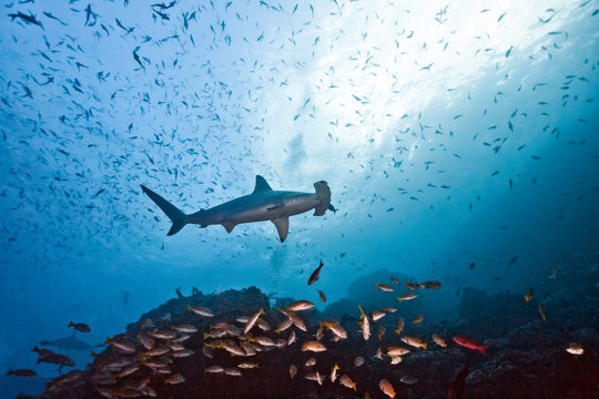 Costa Rica, Cocos Island, scalloped hammerhead and school of yellowtail snappers