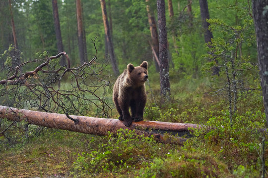 Finland, brown bear, Ursus arctos, standing on tree trunk
