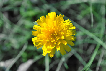 Yellow taraxacum officinale (the common dandelion) blooming flower on green grass background, top view
