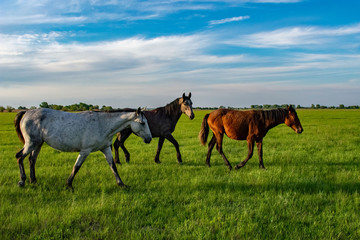 Fototapeta na wymiar Horses in the steppes of the don