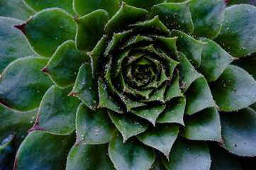 Aloe bristly succulent plant - close up