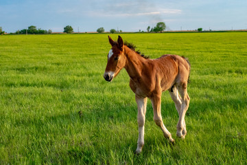 Horses in the steppes of the don