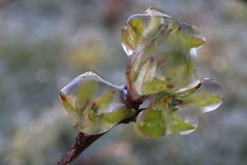  With an ice layer prevent the fruit blossom from freezing. Clotting heat.