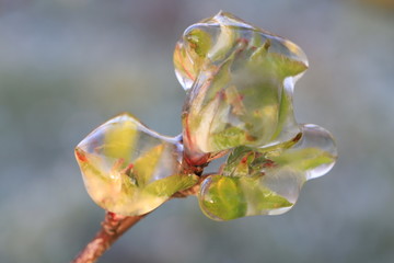 With an ice layer prevent the fruit blossom from freezing. Clotting heat.