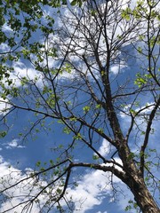 Beginning of spring season, green leaves are sprouting and flower buds are bursting.