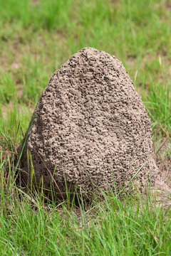 Nido de termitas salvajes en medio de la pradera