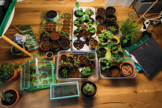 Assortment of plants on wooden floor