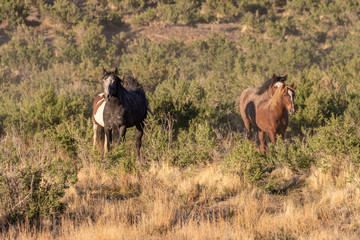 Fototapeta premium Herd of Wild Horses in Spring inthe Utah Desert