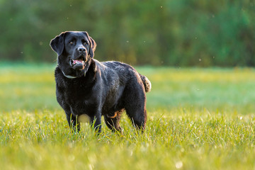 Black Labrador Retriever on meadow