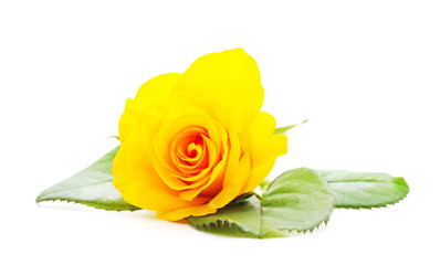 Beautiful yellow roses.