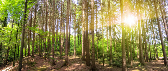 Panoramic view to forest with trunks of fir and pine tree mixed with oak and beech tree in bavarian mountains near german Alps with summer sunlight, Bavaria Germany