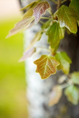 тополь,poplar,