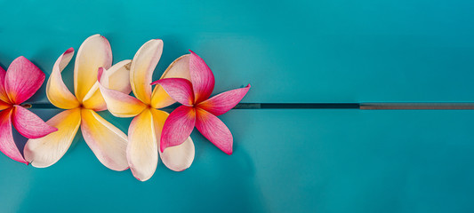 Plumeria or Plumaria flowers with blue background © Marlene Vicente