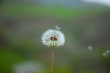 dandelion in the nature