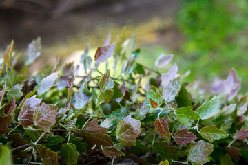 тополь,poplar,