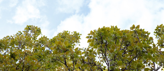 тополь,poplar,