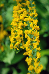 close up of yellow flower