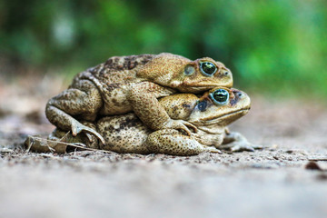  Sapos acasalando, natureza, fauna, Animais selvagens