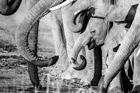 A Herd Of Elephant Drinking Water 