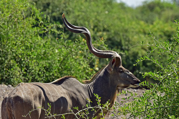 Kudu