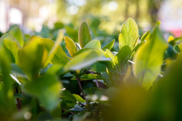 Кустарники,Shrubs,