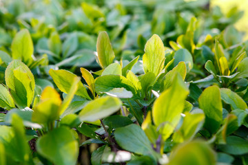 Кустарники,Shrubs,green, nature, plant, leaf, leaves, spring, tree, flower, summer, branch, garden, fresh, foliage, yellow, bright, flowers, flora, organic, herb, forest, closeup, outdoors, growth, 
