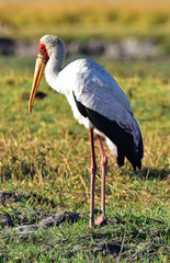 Yellow-Billed Stork