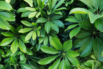 Fototapeta na wymiar Beautiful Bright Green Plant Leaves During Spring