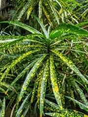 palm tree in the forest