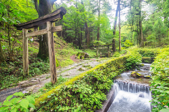 Kitano Shrine torii gate, Nikko, UNESCO World Heritage Site, Tochigi prefecture, Honshu, Japan, Asia
