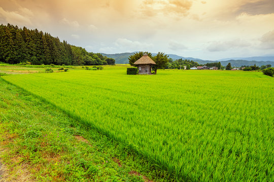 Aragami jinja shrine in a field of canola, Tono City, Iwate prefecture, Tohoku, Honshu, Japan, Asia
