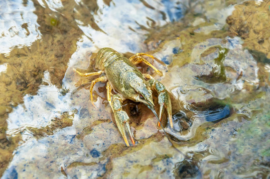 young crayfish (Astacus astacus) sitting in shallow water