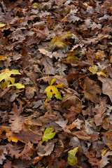 Autumn landscapes in the Umbra forest within the Gargano National Park