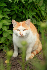 Naklejka na ściany i meble Cute fluffy cat in spring garden