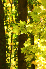 beleuchtete Blätter im Herbstwald