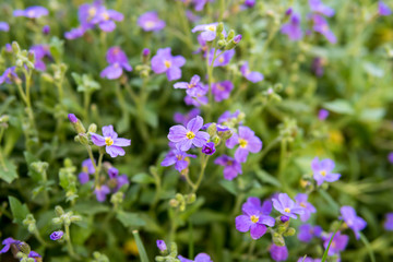 a lot of small purple flowers