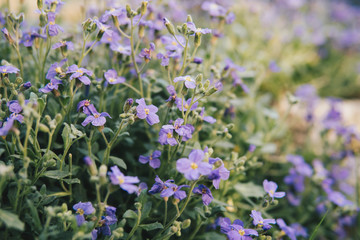 Obraz premium a lot of small purple flowers