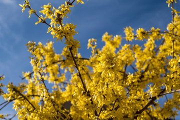 yellow flowers of forsythia