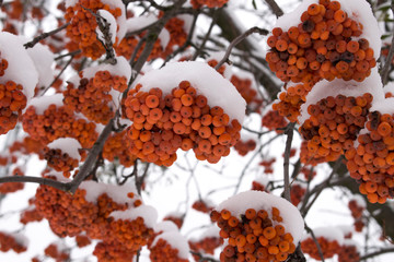 A snowy branch with bunches of red rowan berries. Macro of red rowan berries. Amazing winter background. 