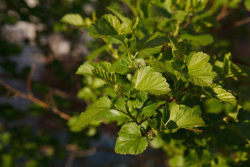 Fototapeta premium кусты,bushes,