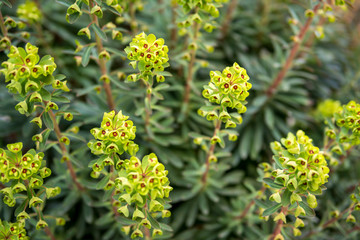 detail of green leaves and flowers