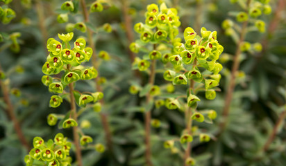 detail of green leaves and flowers