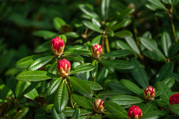 Red rhododendron buds just starting to bloom in a woodland garden
