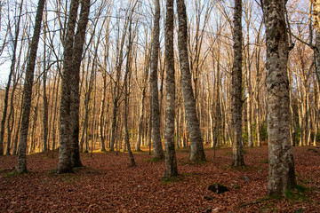 Autumn landscapes in the Umbra forest within the Gargano National Park