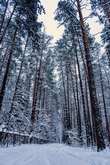 Winter road in a snow-covered forest on a cloudy day. Graphic pine trees in winter in cloudy weather