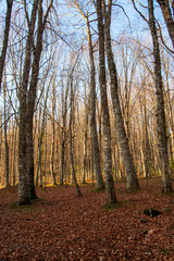 Fototapeta premium Autumn landscapes in the Umbra forest within the Gargano National Park
