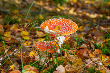 Natural fall landscape with poisonous mushroom Fly amanita. Toxic and hallucinogen mushroom Fly Agaric in grass on autumn forest background. Red Amanita Muscaria fungus macro close up.